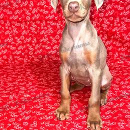 Fawn - Fawn (isabella) and rust female Doberman Pinscher puppy in Louisville, Kentucky from Ruiz Dobermans