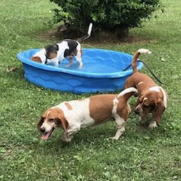 Basset Hounds from Holly's Bassets