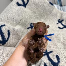 Bubbles - Red male Cavapoo puppy in Fort Worth, Texas from Aloha Paradise Poodles LLC