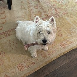 West Highland White Terrier All Grown Up from Kilmartin Westies