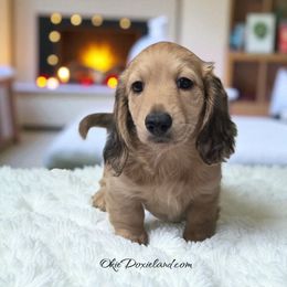 Eve - Cream female Dachshund puppy in Oklahoma City, Oklahoma from OkieDoxieland Dachshunds