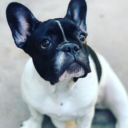 Gracie - French Bulldog