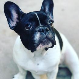 Gracie - French Bulldog