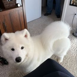 Samoyed Puppies from Hill Country Samoyeds