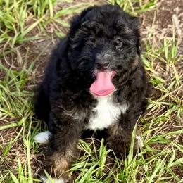 Grey collar toy - Black tri-color male Aussiedoodle puppy in 32046, Florida from River Hill Ranch