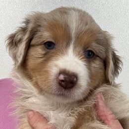Tori - Red merle female Miniature Australian Shepherd puppy in Midway, Texas from L Bar W Aussie Ranch