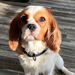 Bailey - Cavalier King Charles Spaniel