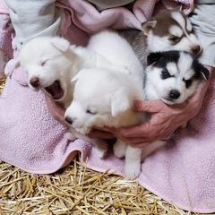 Siberian Husky Puppies from Shawn Oberhouse's Huskies
