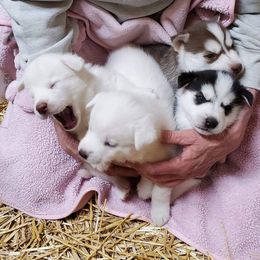 Siberian Husky Puppies from Shawn Oberhouse's Huskies