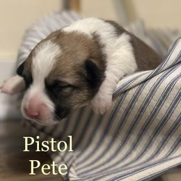 Pistol pete - Sable male Pembroke Welsh Corgi puppy in Huntington, Texas from Flower Hill Farm