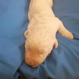 Esben Wingfeather - Cream male Labradoodle puppy in Rock Island, Tennessee from Harvest Sky Kennels