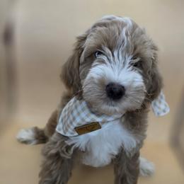 Jasper - Apricot male Goldendoodle puppy in Decatur, Tennessee from Diamond's Doodles