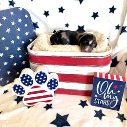 Davis - male Golden Mountain Doodle puppy in Victoria, Texas from Deidre's Doodles