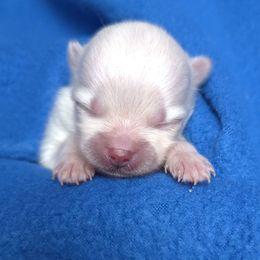 Hayden - White male Pomeranian puppy in Oak Forest, Illinois from Illinois Poms