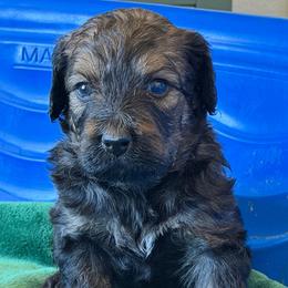 Bear - Tri-color male Bernedoodle puppy in Phelan, California from PuppyPaws4U