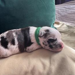 Hurley - male Sporty Mix puppy in Richland, Michigan from Seay's Sporty Mixes