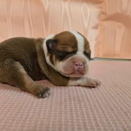 Baxter - Seal and white male Boston Terrier puppy in Clarksburg, West Virginia from Pawprints Boston Terriers