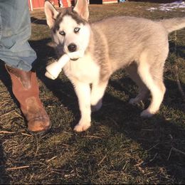 Siberian Husky Puppies from Siberian Huskies-Beckham the Great
