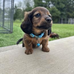 Dachshund Puppies from Itty Bitty Dachshunds
