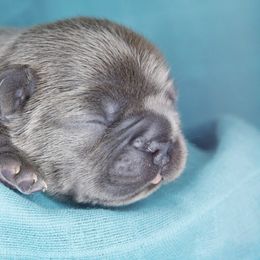 French Bulldog Puppies from GBPGENETICS