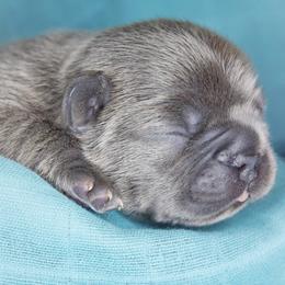 French Bulldog Puppies from GBPGENETICS