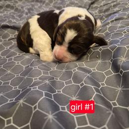 Girl 1 - Liver and white female English Springer Spaniel puppy in Socorro, New Mexico from Huntin' Buddies