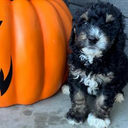 Spruce - Tri-color male Bernedoodle puppy in Horseshoe Bend, Idaho from Over the Moon Poodles and Doodles