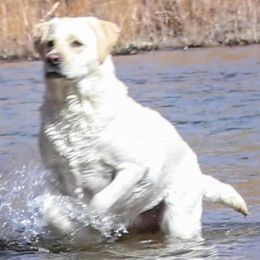 Labrador Retrievers from Cream of Carson Valley Labradors