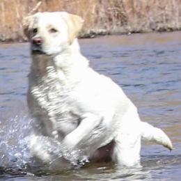 Labrador Retrievers from Cream of Carson Valley Labradors