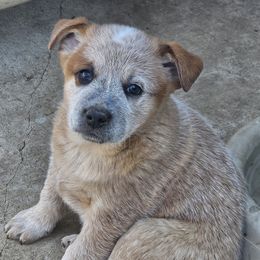 Bean - Red speckled male Australian Cattle Dog puppy in Cora, Wyoming from Lyla Hinman's Australian Cattle Dogs