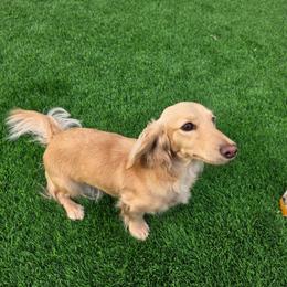 Gigi - Cream female Dachshund puppy in Tucson, Arizona from Crowned Doxies