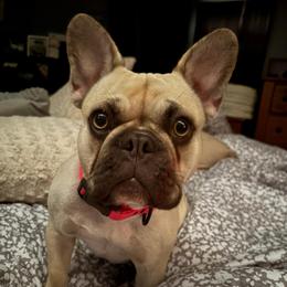 Indi Anna - Fawn and white female French Bulldog puppy in Franklin, Pennsylvania from Falco’s Frenchies