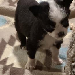 Polly - Black tri female Toy Australian Shepherd puppy in Ba, Oklahoma from Too Many Kisses Toy Aussie Kennel