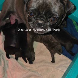 Ann - Pug