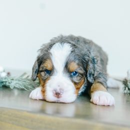 Venus - Merle female Bernedoodle puppy in Spanish Fork, Utah from K Brand Doodles