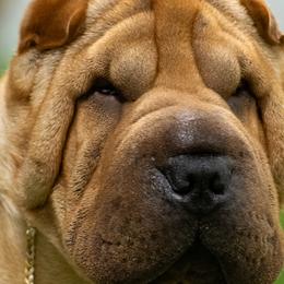 Chinese Shar-Pei, French Bulldogs, and Xoloitzcuintli from Ranch Royale