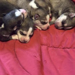 Pomsky puppies from Snow Shark Pomskys