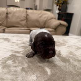 Girl 1 - Brown and gray female Wirehaired Pointing Griffon puppy in Shelley, Idaho from Western Gundogs