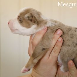 Miniature Australian Shepherd and Toy Australian Shepherd Puppies from Mesquite Tree Aussies
