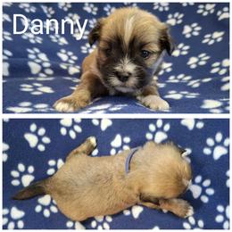 Danny - Red gold male Lhasa Apso puppy in Cincinnati, Ohio from Shangri-La Lhasa Apsos