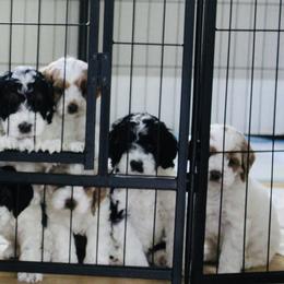 Cockapoo Puppies from Lulu's Cockapoos