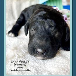 LADY VIOLET - Black female Goldendoodle puppy in Houston, Texas from Pia’s Doodle Poodle Wag