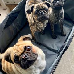 Pugs from Marbled Munchkins