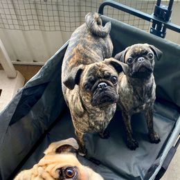 Pugs from Marbled Munchkins