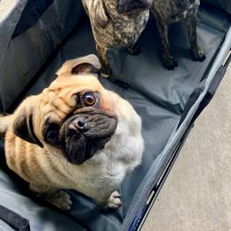 Pugs from Marbled Munchkins