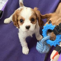 Cavalier King Charles Spaniel Puppies from Infinity Paws Cavaliers