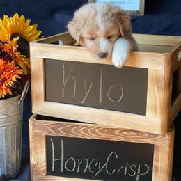 Australian Shepherd Puppies from Haulin' Auss Shepherds