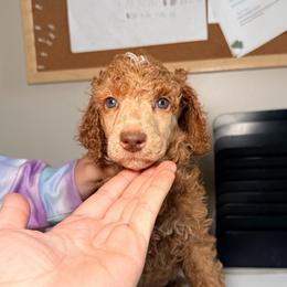 Timon - Orange Band Boy - Red  male Poodle puppy in Plainfield, New Jersey from Caris Paws Poodles and Labradoodles
