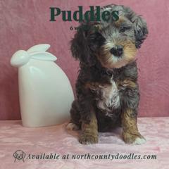Puddles - female Australian Mountain Doodle puppy in Escondido, California from North County Doodles