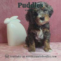 Puddles - female Australian Mountain Doodle puppy in Escondido, California from North County Doodles